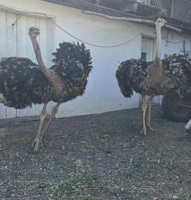 Struți de vânzare!