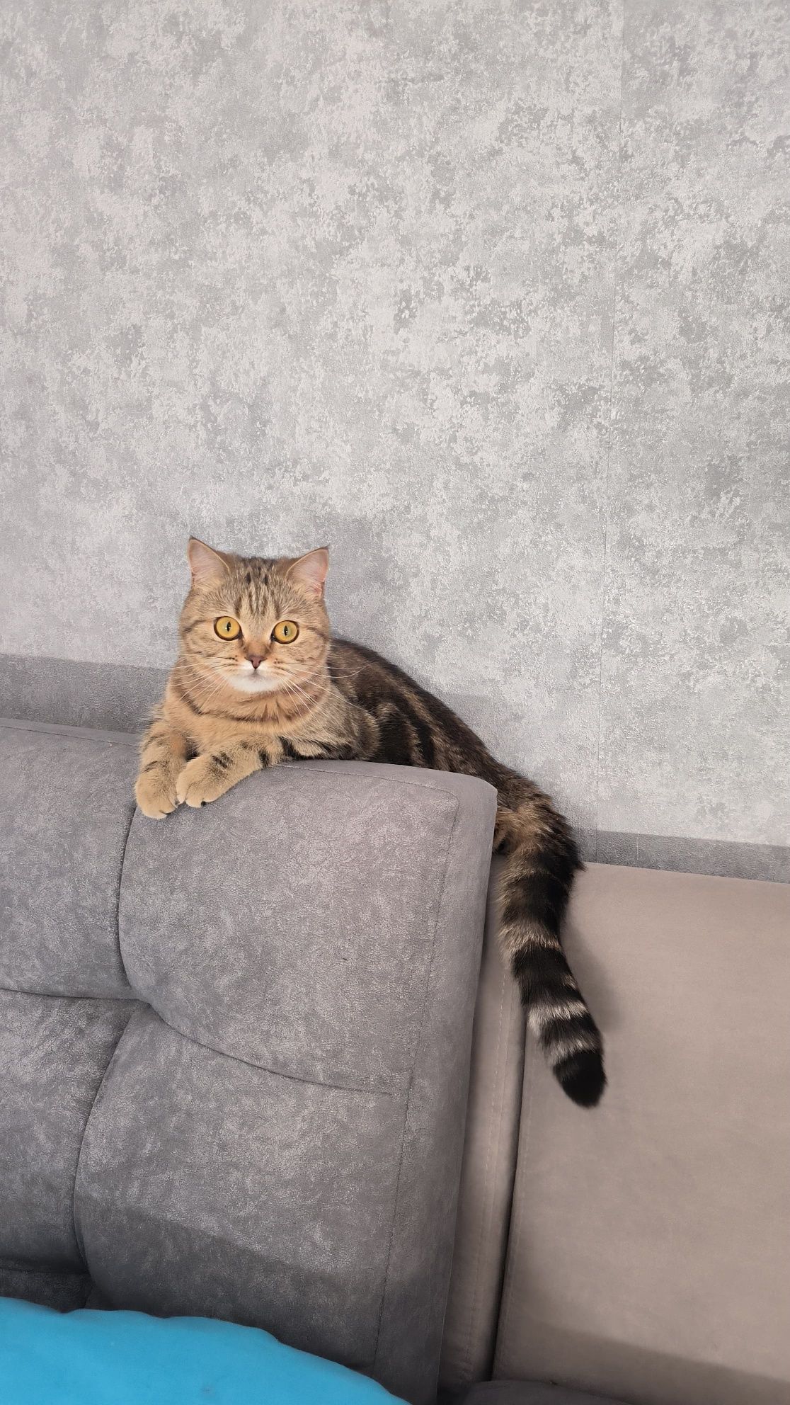 Нужен кот для вязки.