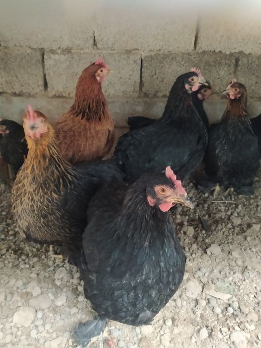 Assalomu alaykum. Yapon choynak tovuqlar bor , yapon choynak tovuqlar