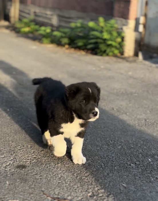 Алабай САО Тобет