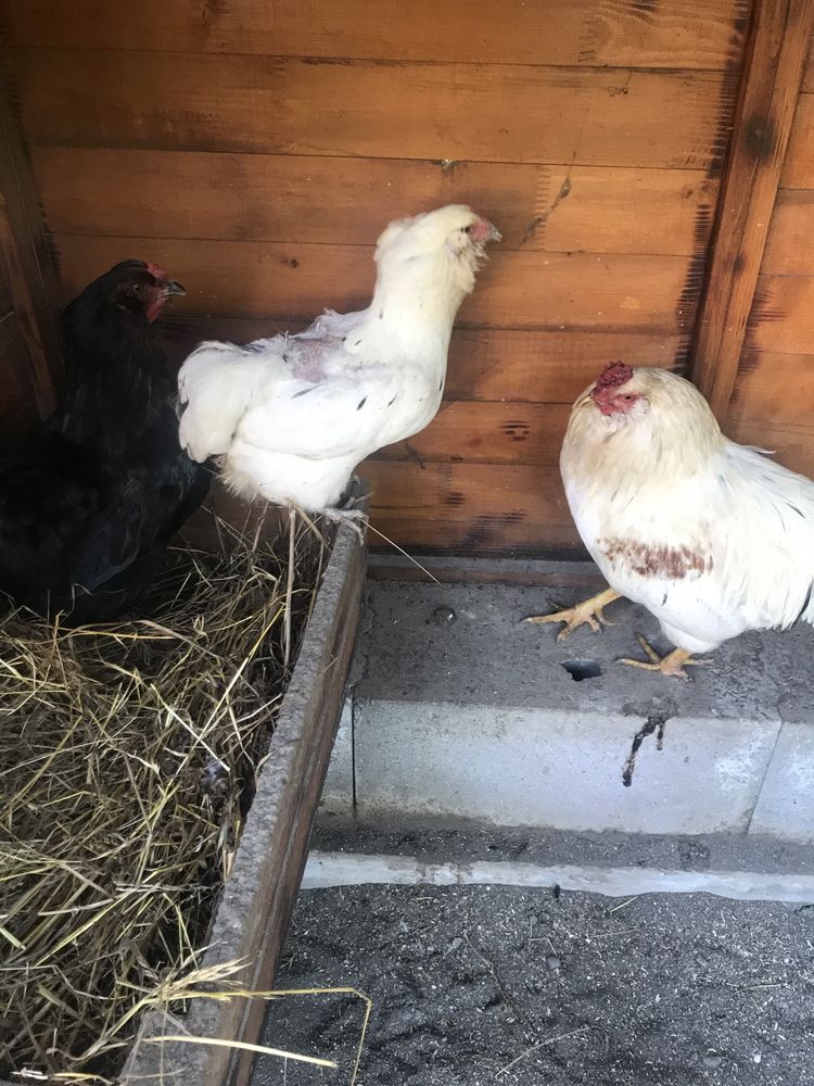 Vand familie Araucana