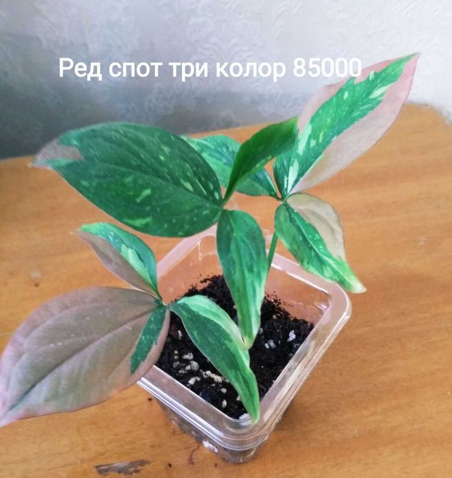 Красивый вариегатный сингониум Рэд Спот Триколор ( молодое растение )