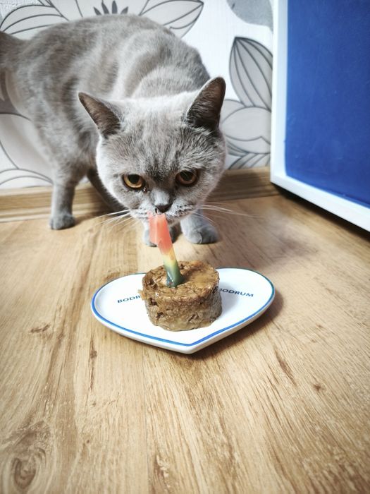 Британкска котка