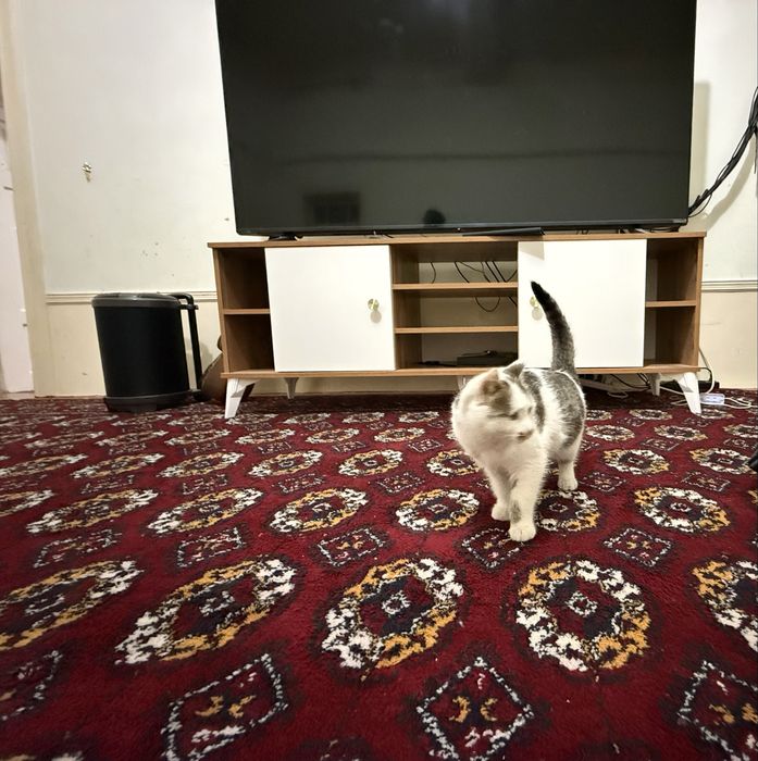 Mushuk tekinga beriladi