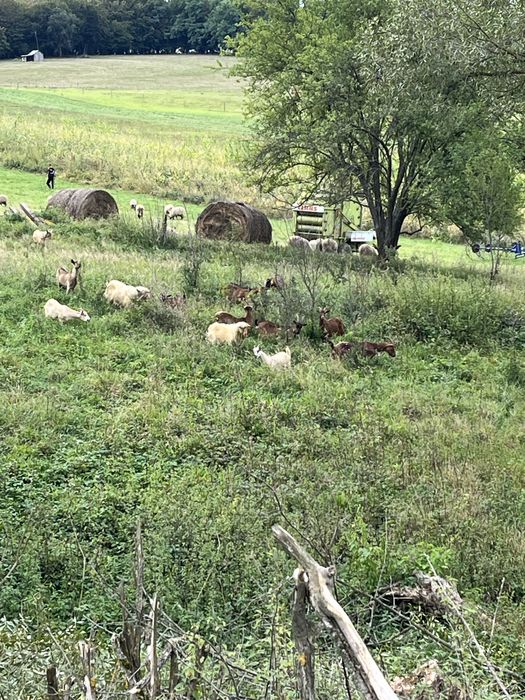 Capre tinere diferite rase