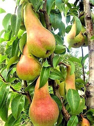 Pomi Fructiferi Străvechi Glia Strămoșească (Soiuri De PĂR)