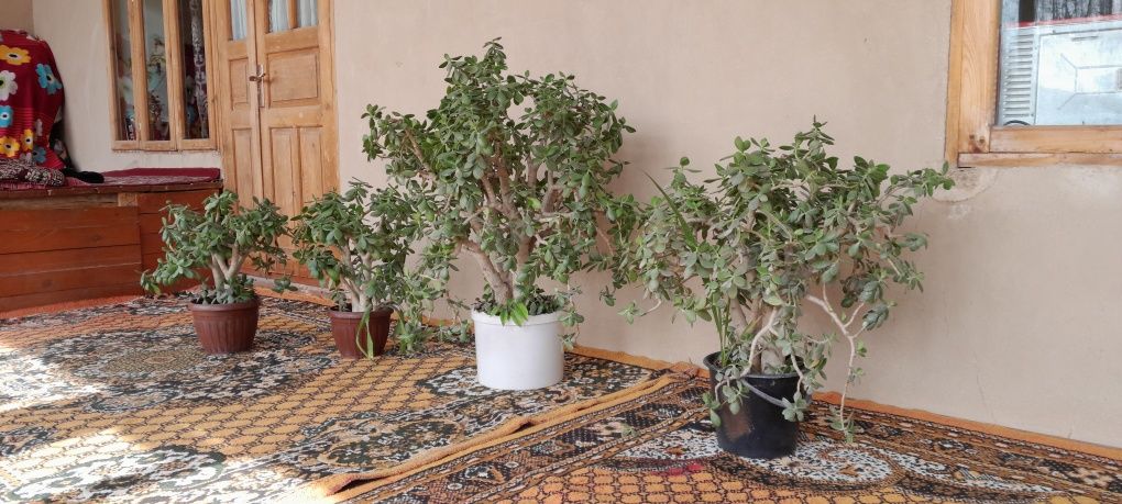Gullar sotiladi uy va ishxonalar uchun