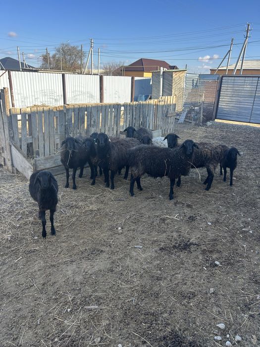 Ұрғашы қойлар сатылады