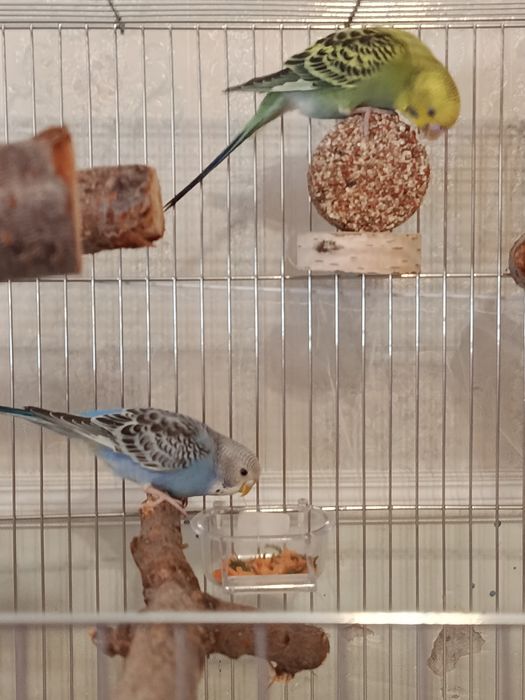 Попугаи с клетками