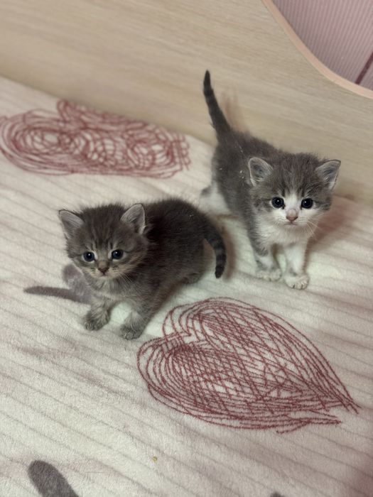 Котятки в добрые руки