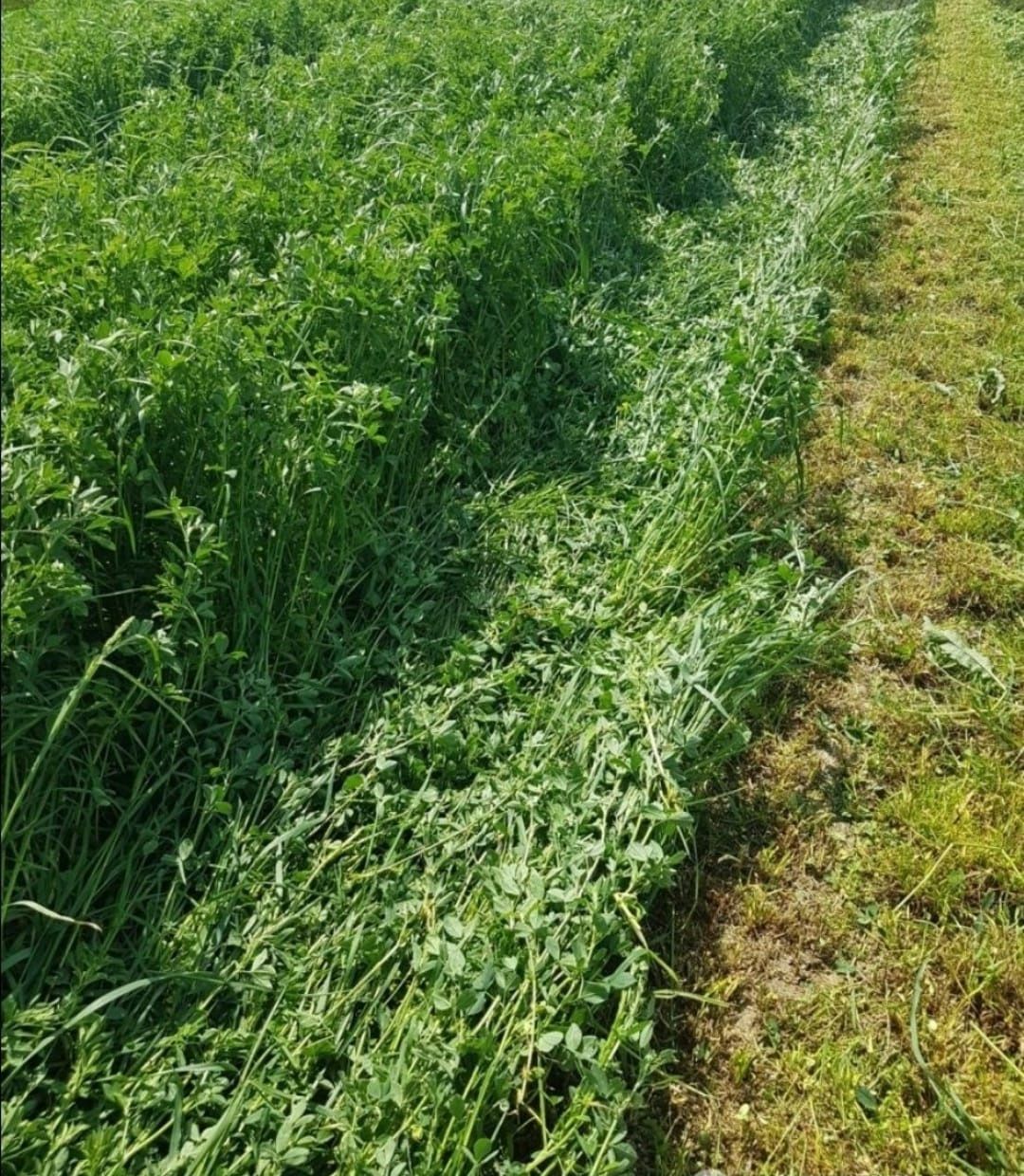 Lucerna, anul trei de productie