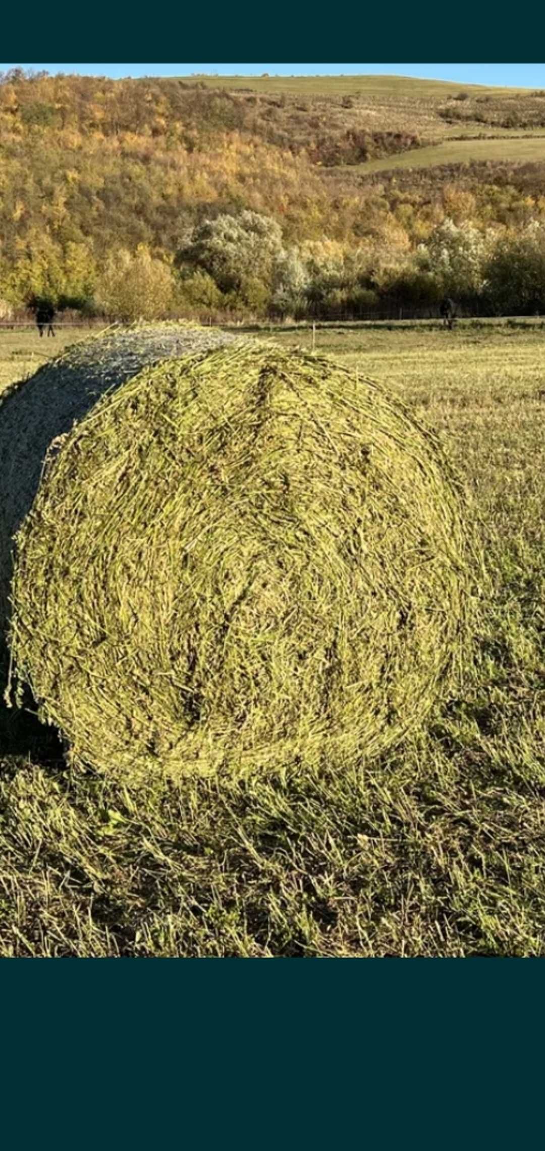 Baloti lucernă! Calitate foarte buna!