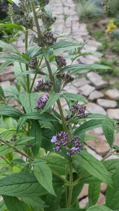 Будлейя Давида  3 л горшок кустарник садовая