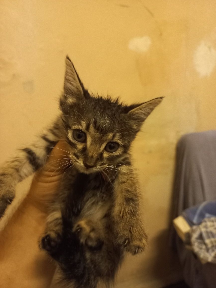 Отдам котят в хорошие руки