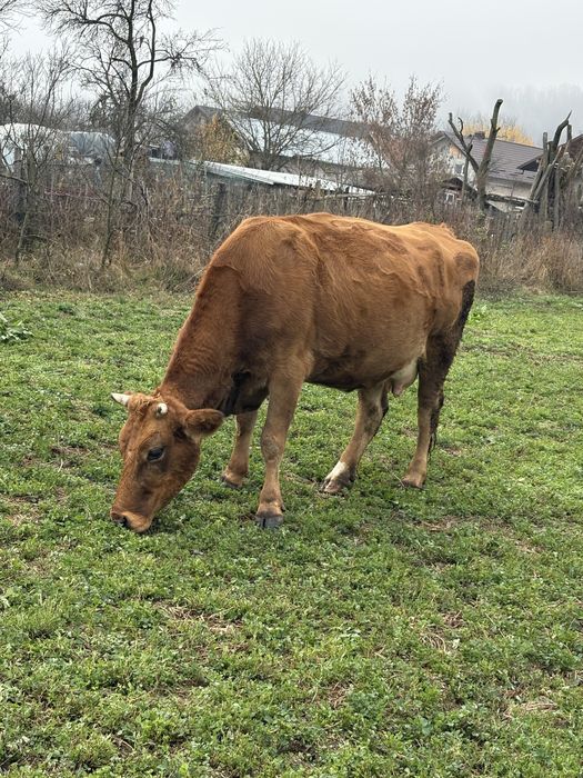 Vacă gestantă de vânzare