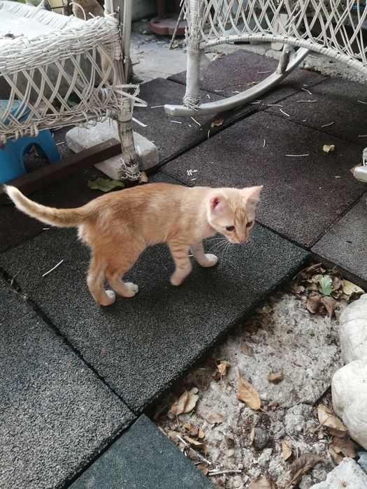Dau spre adopție pisicuta