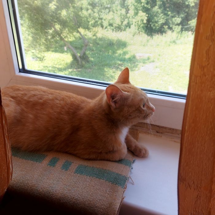 Знакомтесь. Это две нежные кошечки. Леся и Фрея.