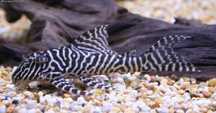 Хипанциструс (Hypancistrus sp. L066)