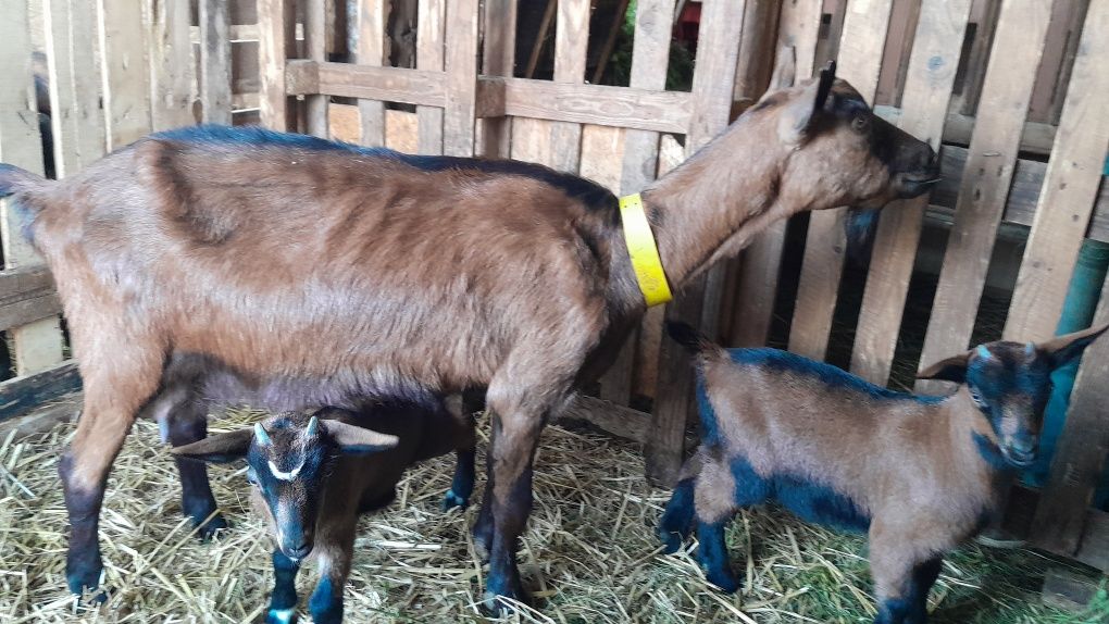 Capra alpina franceza cu 2 iezi