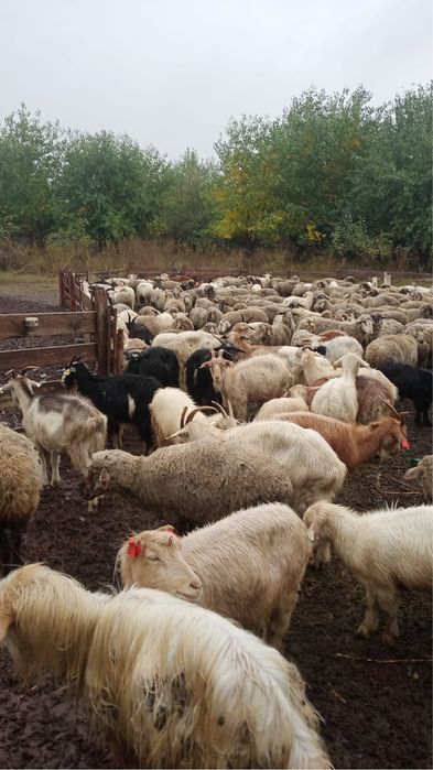 Capre de vanzare