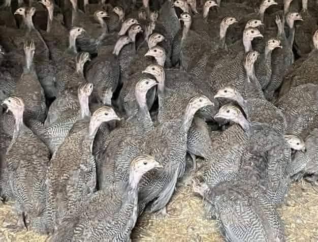 Bibilici, pui ,Rate, boboci gasca