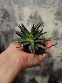 Хавортия полосатая - кактус без иголок