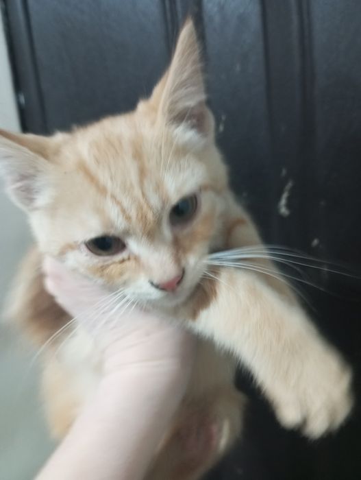 Котенок бесплатно