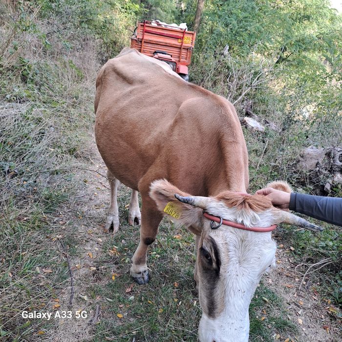 Vând  vaca cu vârsta de 3 ani, primul vicel.