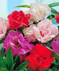 Impatiens balsamina ‘Camellia Flowered’ - 20seminte - Sporul casei