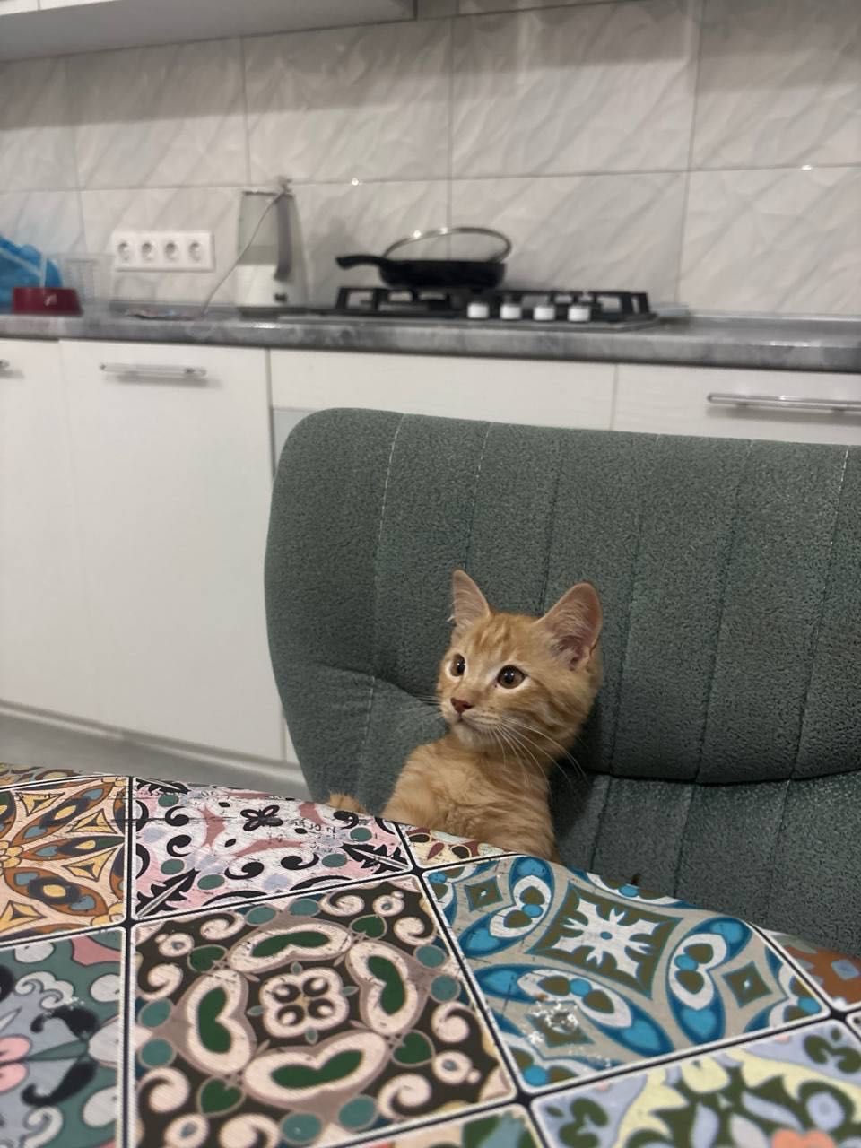 Отдам котенка в хорошие руки