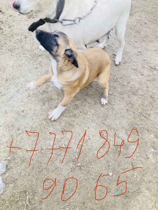 Щенки алабая полукровки