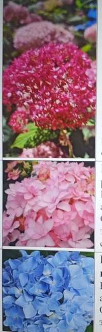 Продам сажинцы многолетних цветов "Гортензия" и "Флоксов".