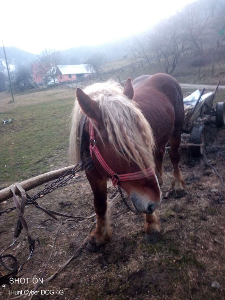 Schimba cal cu tractor 650 cu troliu preț 4000 este an euro