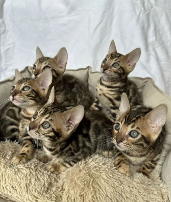Бенгальские котята