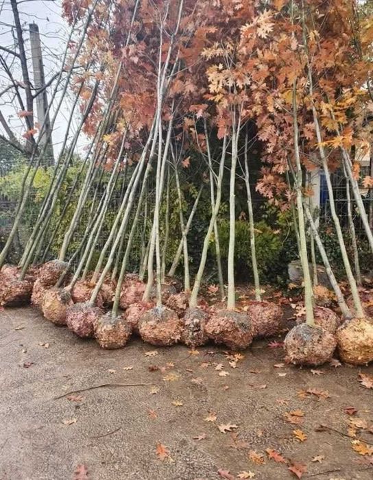 Tei & Platan | Arbori de Umbrire | Scoatere la Comandă