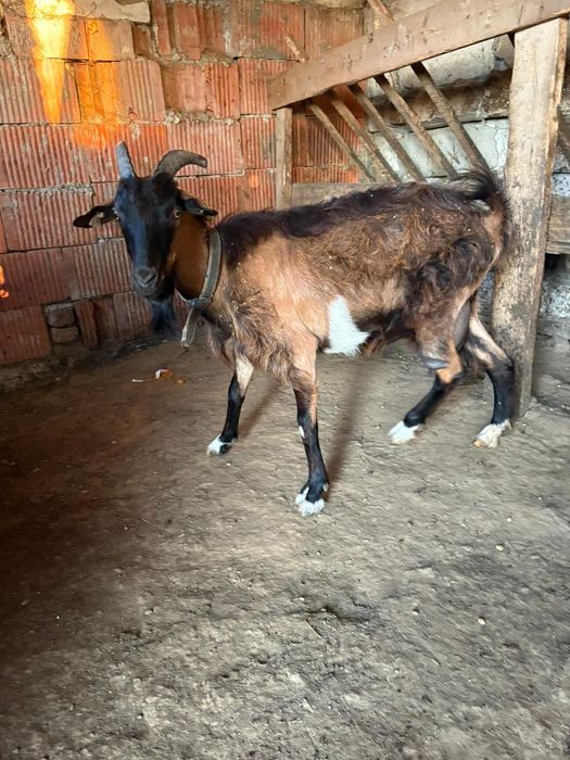 Capre de vânzare 10 capre și un țap