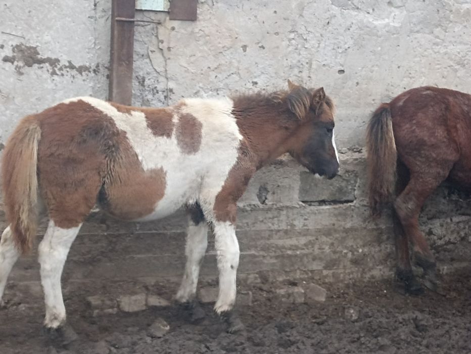 Продам жеребят 3-5месяцев