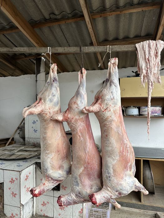 Мясо баранина туша баранина қой еті