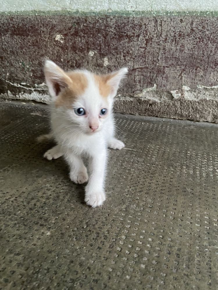Pisici pentru adoptie