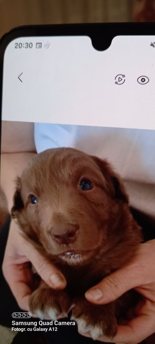 Puiuți căței 2 luni