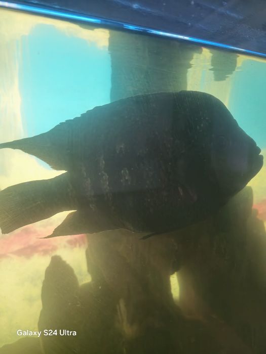 Большие аквариумные рыбки хищники