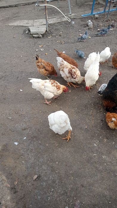 Петухи продается Қораздар сатылады