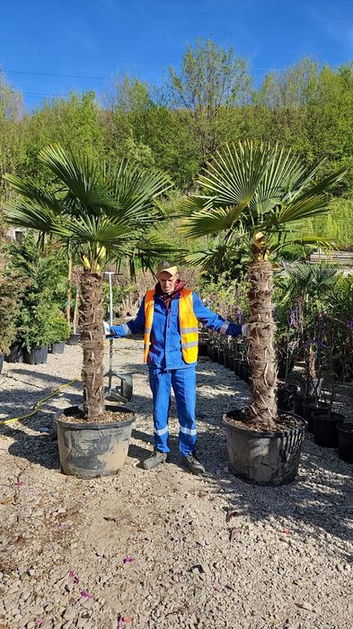 Palmierii trachycarpus 5+1 gratis