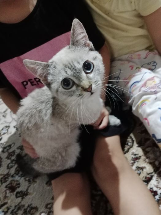 Бесплатно отдам котенок белый