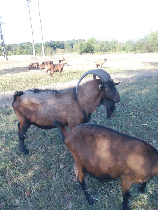 Vând țap alpin francez cu certificat