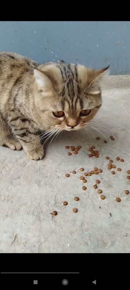 Нашли кота на Чиланзаре. Ищем старого хозяина!