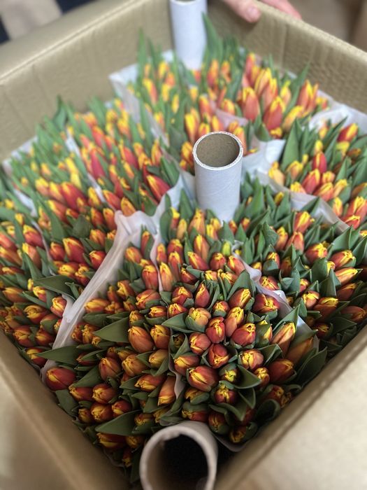 Оптом голландские тюльпаны