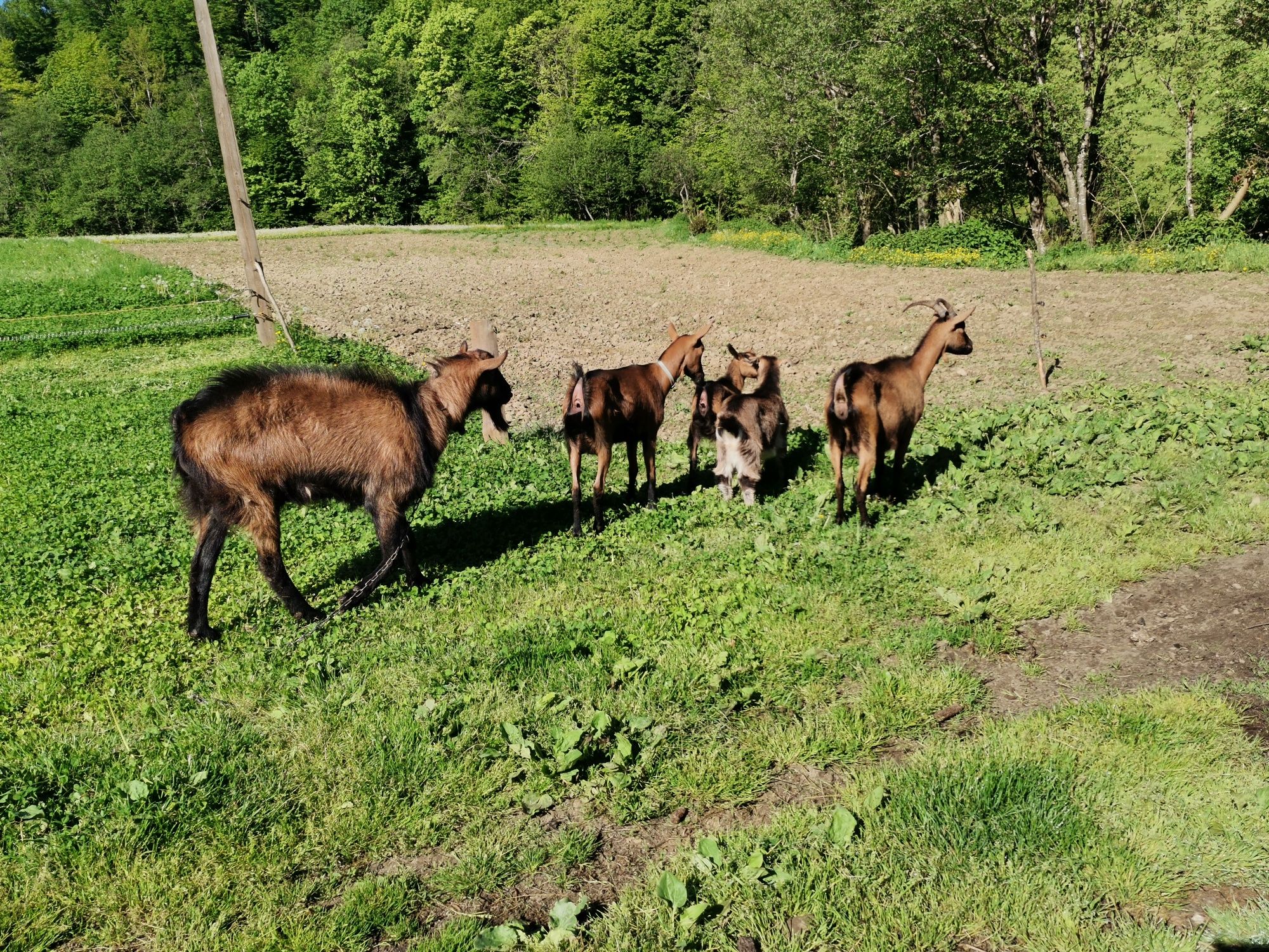 Familie de capre alpine