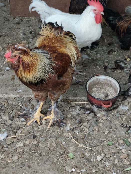Cocoși Brahma somon și alte rase și metiși