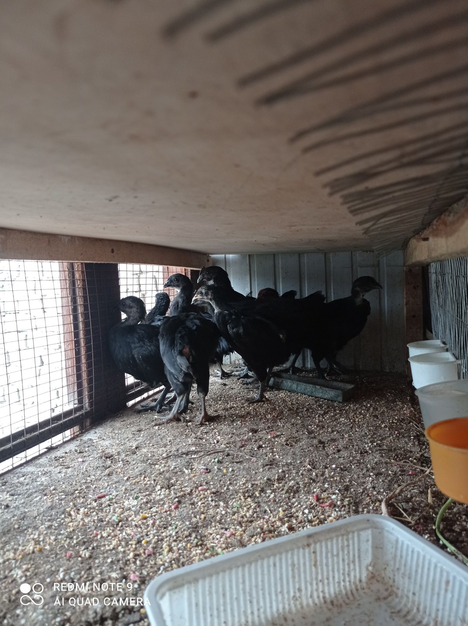 Aym cemani va qora shahzoda joʻjalari sotiladi